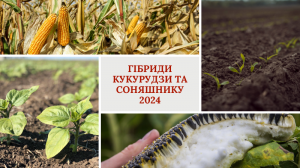 Гібриди кукурудзи та соняшнику 2024