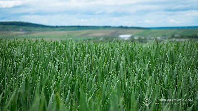 Як зменшити витрати у захисті озимої пшениці від шкідників