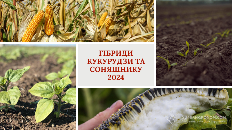 Гібриди кукурудзи та соняшнику 2024