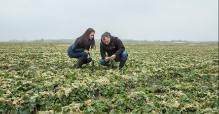 Озимий ріпак у господарстві «Соломія»