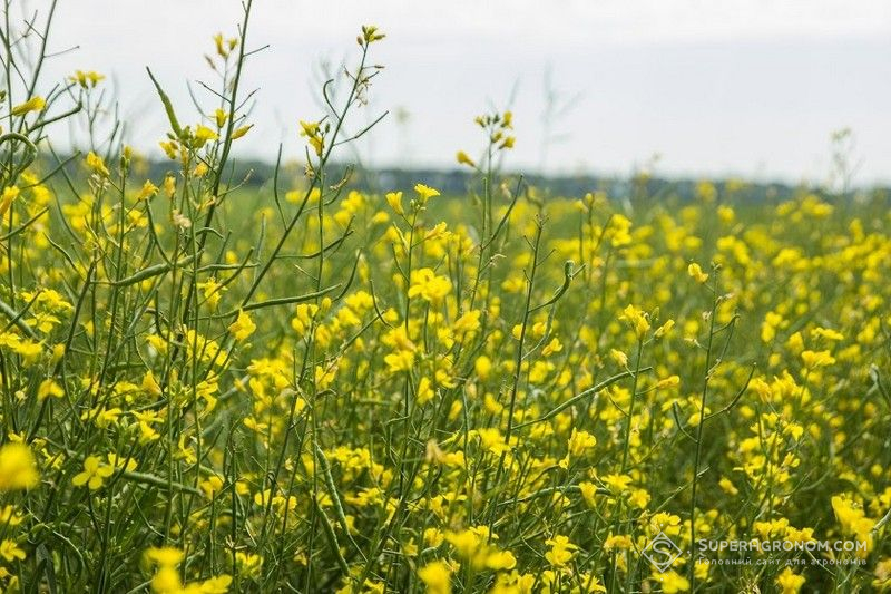 Цвітіння ріпаку