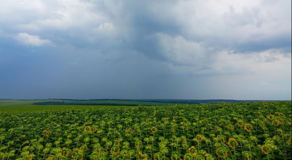 Посіви соняшника в господарстві «Врожайне»