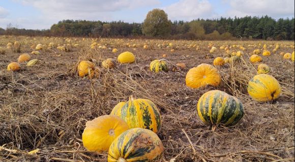 Гарбузове насіння