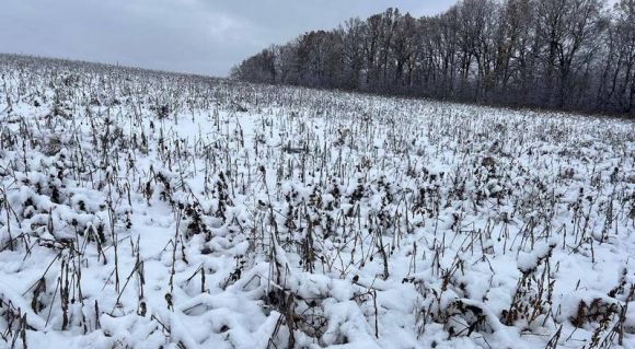 Посів маку олійного станом на 21.11.2024. Фото: Віктор Демидов