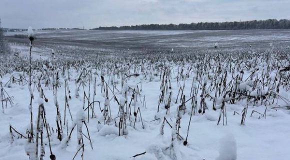 Посів маку олійного станом на 21.11.2024. Фото: Віктор Демидов