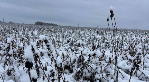 Посів маку олійного станом на 21.11.2024. Фото: Віктор Демидов