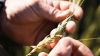 КАС із сіркою дав можливість господарству на Полтавщині отримувати до 11 т/га урожайність пшениці