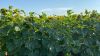 На полях Ristone Holdings дощів не було було більше місяця, але соняшник, кукурудза та соя тримаються
