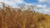 На Вінниччині ціни на зерно повернулись до довоєнного рівня