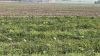 Вирощують новий сорт кавуна «під термосом» — херсонський аграрій поновлює виробництво на правобережжі