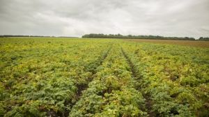 Як допомогти картоплі після заморозків — поради фахівця