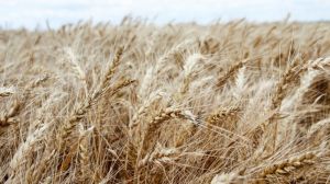 Вчені прогнозують зниження врожаю пшениці на 15-20%