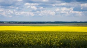 Південні області розпочали збирання урожаю озимого ріпаку