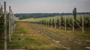 Плоди у садах страждають від ураження шкідниками та хворобами