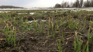 Покращити фітосанітарний стан посівів зернових допоможе агротехнологія