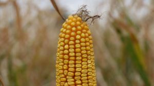Нове дослідження показало, що спеціалізовані гібриди кукурудзи втрачають пластичність