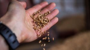 Через посуху Черкаські аграрії недоотримали 1,2 млн тонн зерна