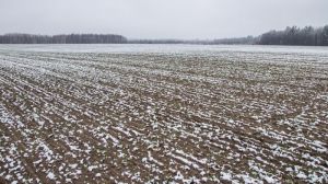 Потепління не загрожує посівам озимих культур на Житомирщині — агрономи