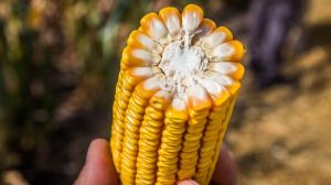 Ген рису дозволяє збільшити продуктивність вирощування кукурудзи