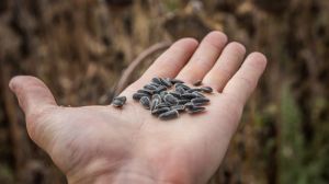 Україна наростила обсяг закупівлі посівного матеріалу соняшника