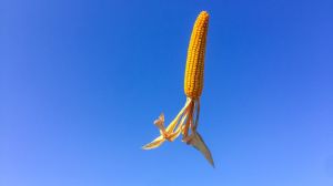ГМ-кукурудза виявилась кориснішою та безпечнішою за звичайну