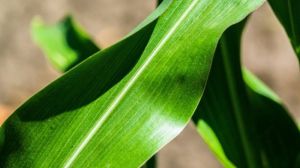 Рослини кукурудзи здатні спілкуватися через коріння, запевняють вчені