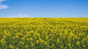 Обприскування ріпаку завершилось масовою загибеллю бджіл на Дніпропетровщині