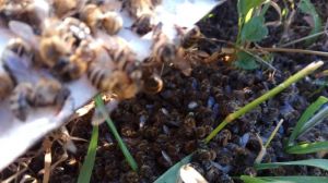 У двох областях зафіксовано масову гибель бджіл