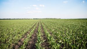 Посівні площі під кукурудзою на Чернігівщині сягнули рекордних 405 тис. га