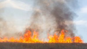 Втрати врожаю, через пожежі на Запоріжжі у порівняні з минулим роком зросли вдесятеро 