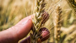Дощі перешкоджають збиранню врожаїв та можуть призвести до суттєвого зниження якості зерна