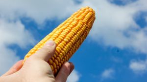 Аграріям пророкують рекордний врожай кукурудзи