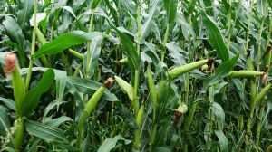 У першій декаді серпня погодні умови сприяли дозріванню пізніх зернових