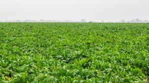 Зниження врожайності та цукристості буряків на Вінниччині компенсують за рахунок збільшенням посівних площ