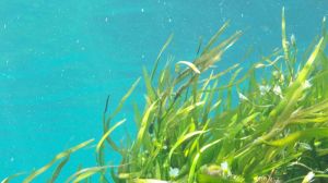 Біостимулятори на основі морських водоростей довели свою ефективність в садівництві