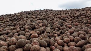 Половина врожаю картоплі в Україні втрачається при збиранні та зберіганні