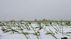 Днями в Україні прогнозують перші снігопади