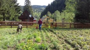 На Закарпатті розширюють плантації лікарських чаїв