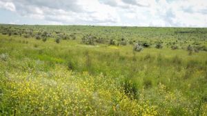 Зміни клімату позитивно вплинули на с/г діяльність в українському степу — експерт