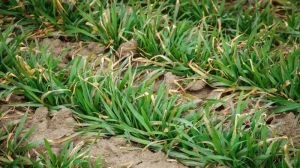 Відсутність опадів і високі температури знизили запаси вологи у ґрунті