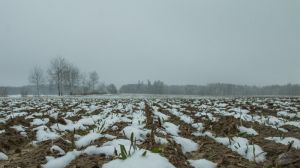 Озимі зернові на полях перебувають в доброму та задовільному стані