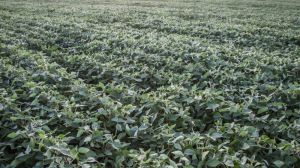 Дешевизна вирощування популяризує заборонену в Україні ГМ-сою — експерт