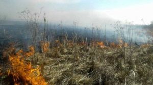 На Житомирщині рятувальники ліквідували польову пожежу