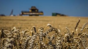 Травневі дощі покращили прогнози виробництва зерна в Чорноморському регіоні