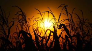 Урожай кукурудзи в Україні поки оцінюється в 35 млн тонн — аналітики