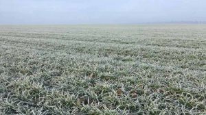 На Херсонщині продовжується посуха: зволоження ґрунту на незадовільному рівні