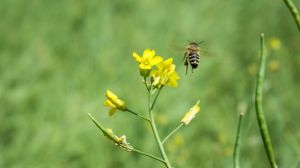 Вчені створили світловідбиваючі жилети для бджіл: відстеження в режимі онлайн