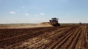 Українські аграрії майже завершили сівбу цукрових буряків та пшениці