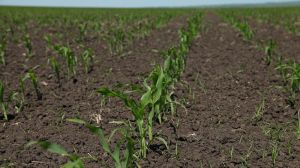 Українські аграрії завершили сівбу кукурудзи: детальний звіт по областях