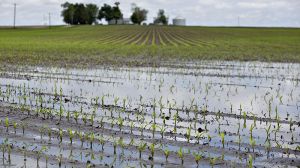 Зливи на Житомирщині змушують аграріїв пересівати культури: підсумки перезволоження